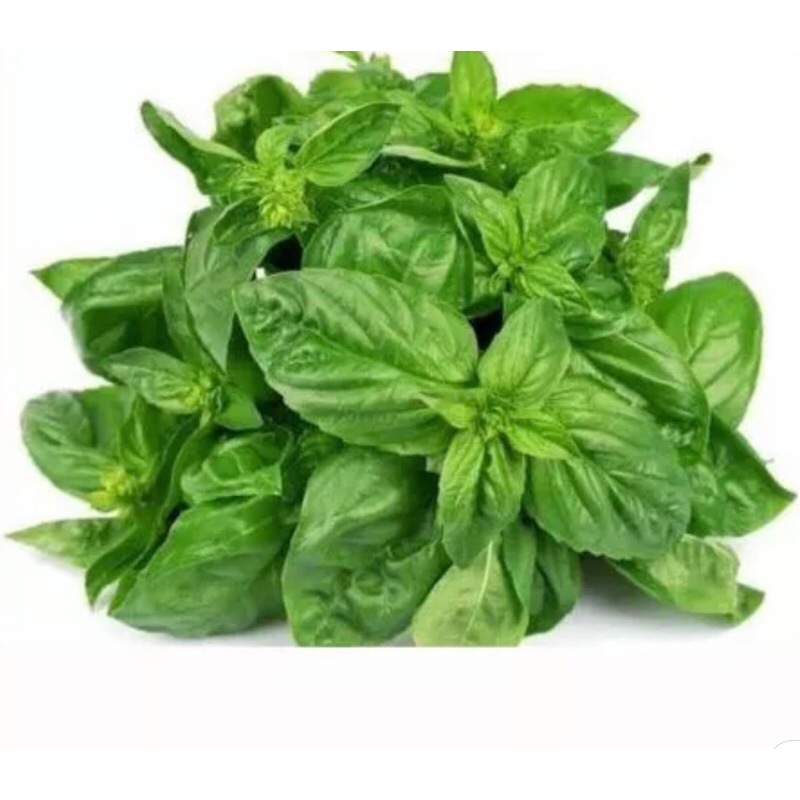 

DAUN KEMANGI 100gram/200gram