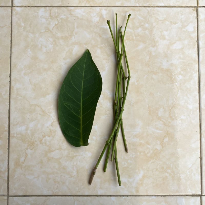 Entres Jambu Air Citra