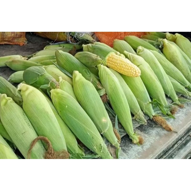 

JAGUNG MANIS 1KG