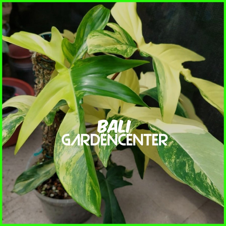 Tanaman Hias Philodendron Florida Beauty Variegated