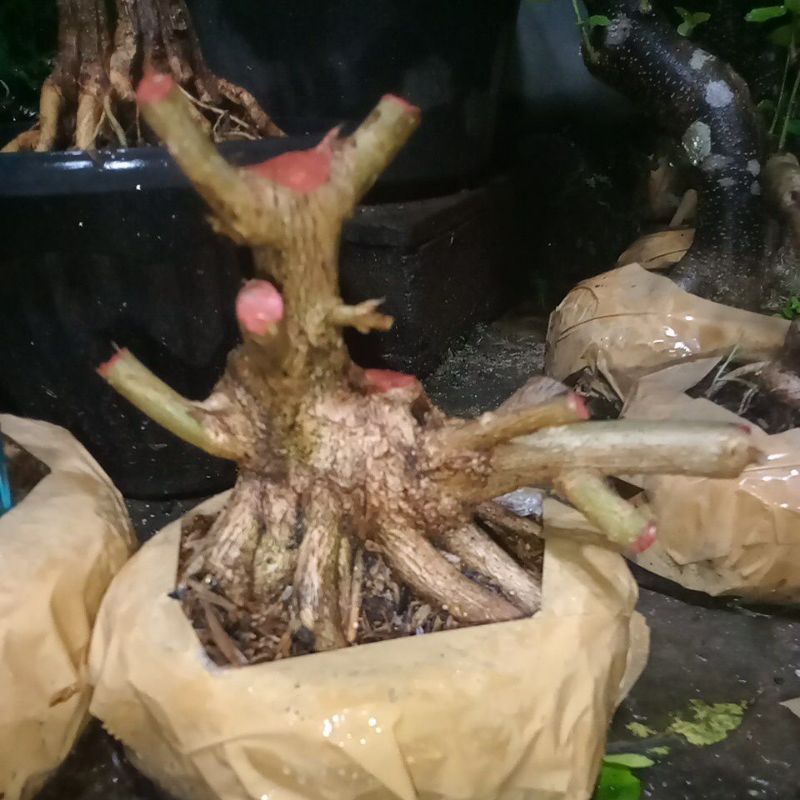 Bahan bonsai Sancang prospek sall.