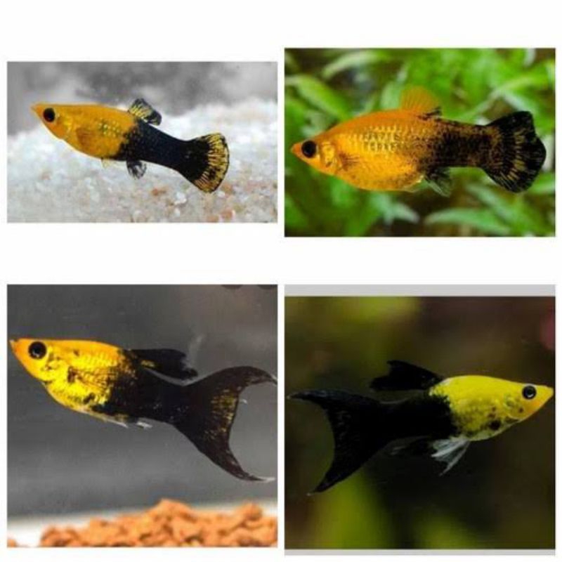 

bok platy golden black