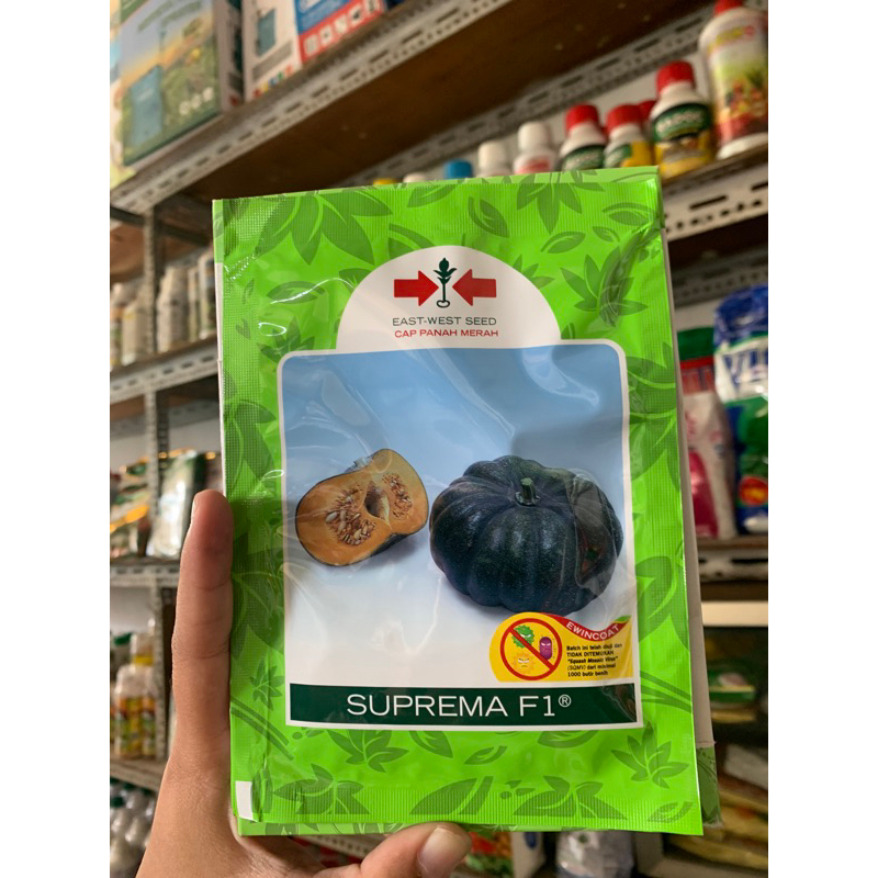 Benih Waluh Berkualitas