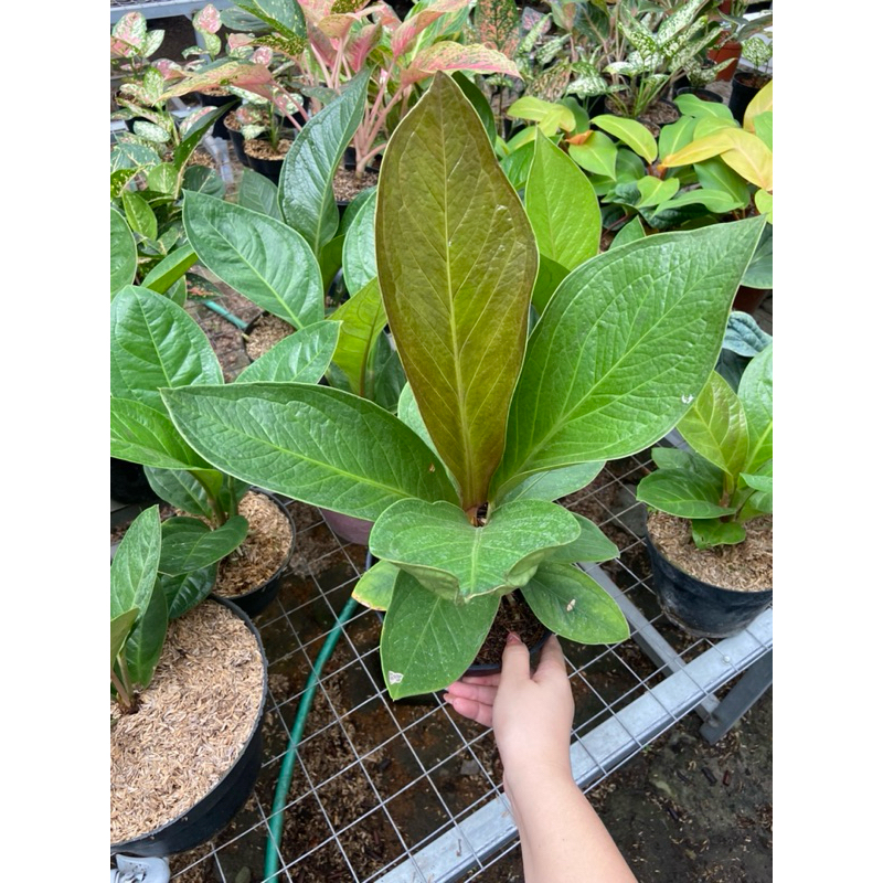 Anthurium Jenmani cobra