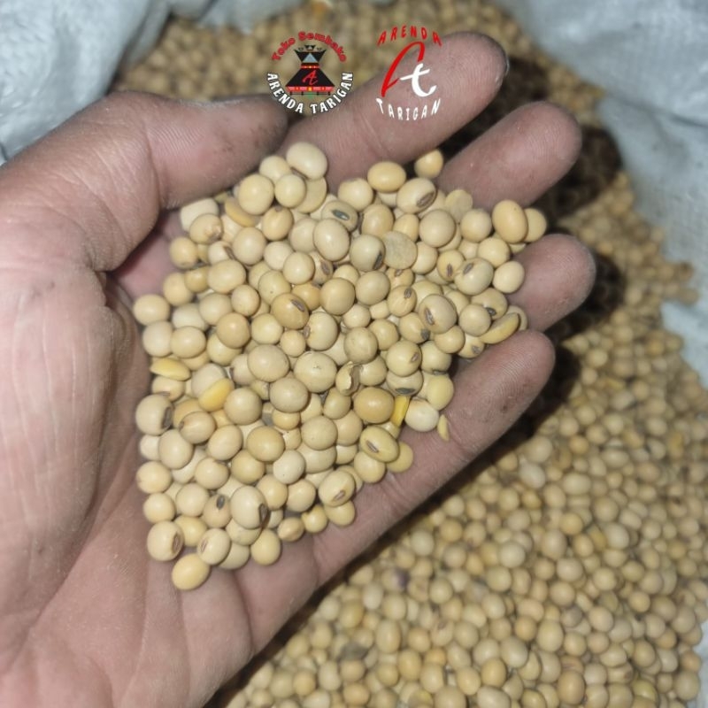 

Kacang kedelai mentah