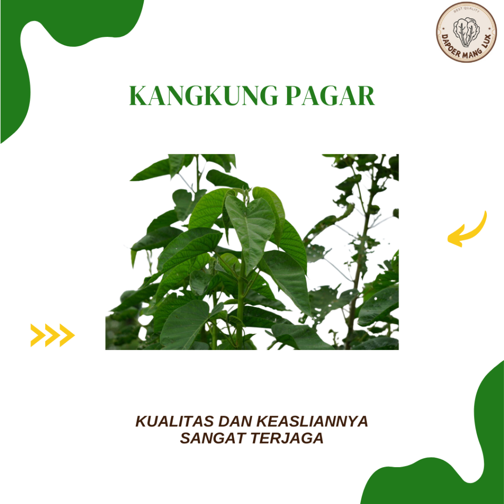 

EKSTRAK KANGKUNG PAGAR BEST SELLER