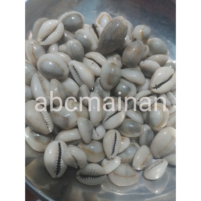 100 Pcs Biji Congklak Kuwuk Kerang Asli Ukuran Besar