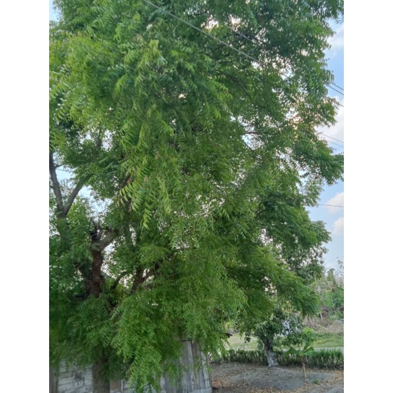 

daun mimbo segar 1 kg