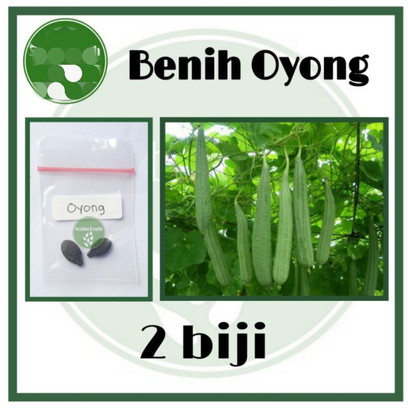 

Benih Oyong/Gambas