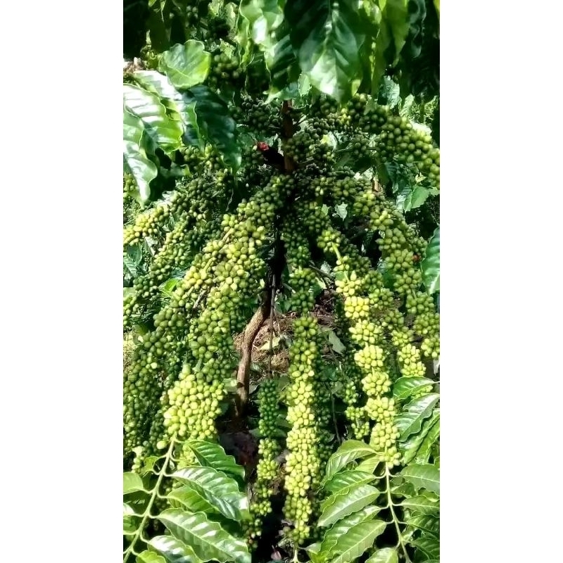ENTRES KOPi ARSYAD 150,000  60 BATANG ENTRES