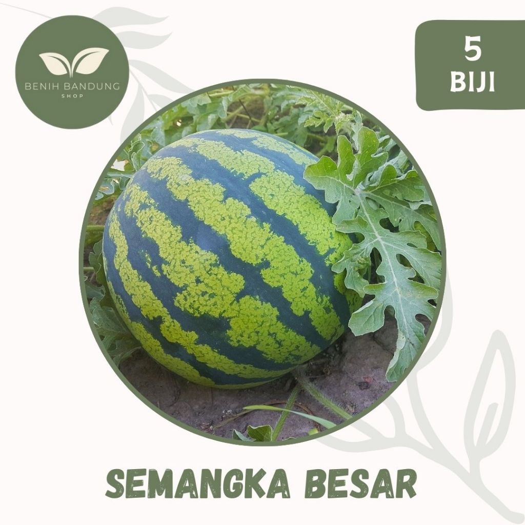 5 Biji - Benih Buah Semangka Merah Jumbo Bibit Semangka Manis