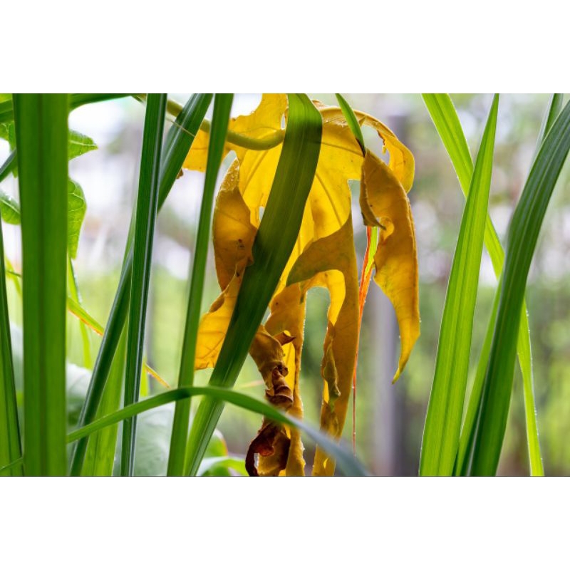 

Daun gedang tua atau daun pepaya tua asli tua dari tangkai 500grm