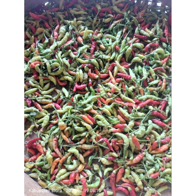 

cabe rawit campur pedas 1kg