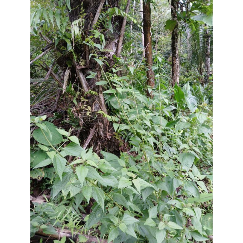 

DAUN BALAKACIDA SEGAR DAN DAUN HERBAL DAUN KOPSANDA KANKER SERVIKS