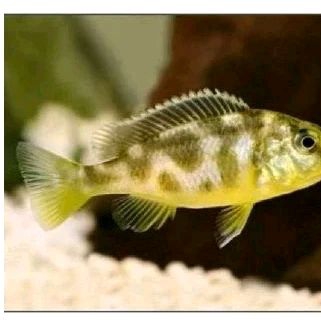 

KADO HIASAN AQUARIUM - VENUSTUS UKURAN 4 CM