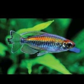 

KADO HIASAN AQUARIUM - CONGO TERTA UKURAN 4-6 CM