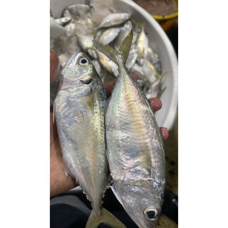 

Ikan kembung harian