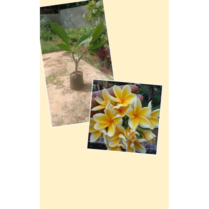 tanaman hias kamboja bali bunga kuning/pohon Kamboja bali