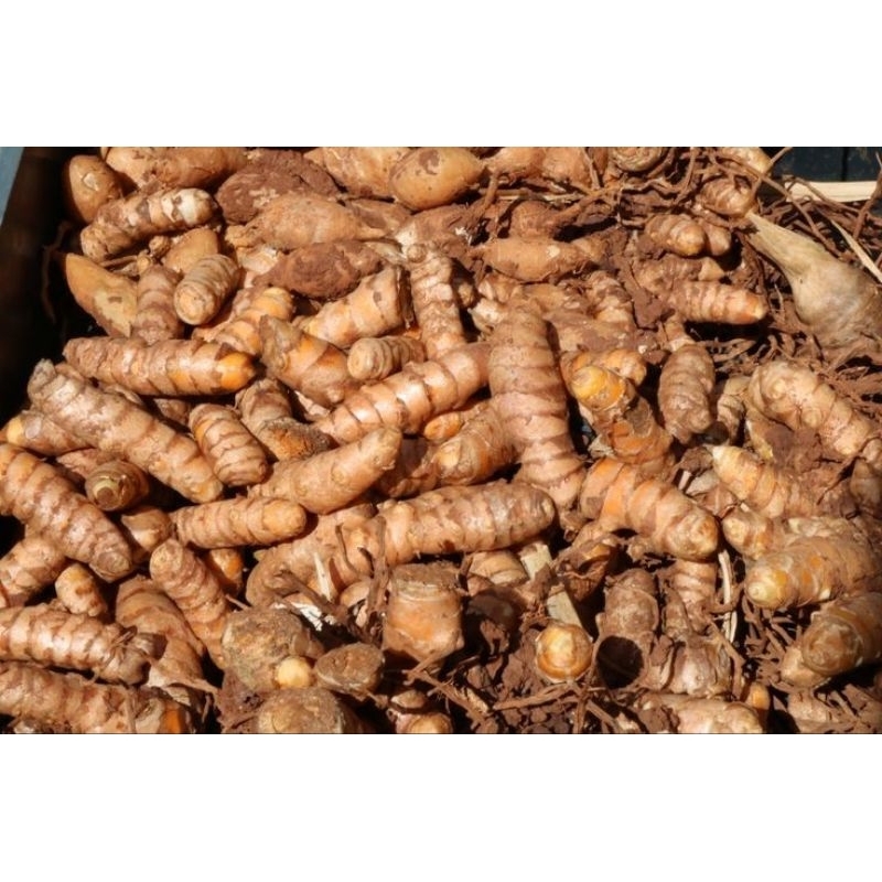 

KUNYIT/KUNYIT SEGAR/CURCUMA LONGA/500GRAM