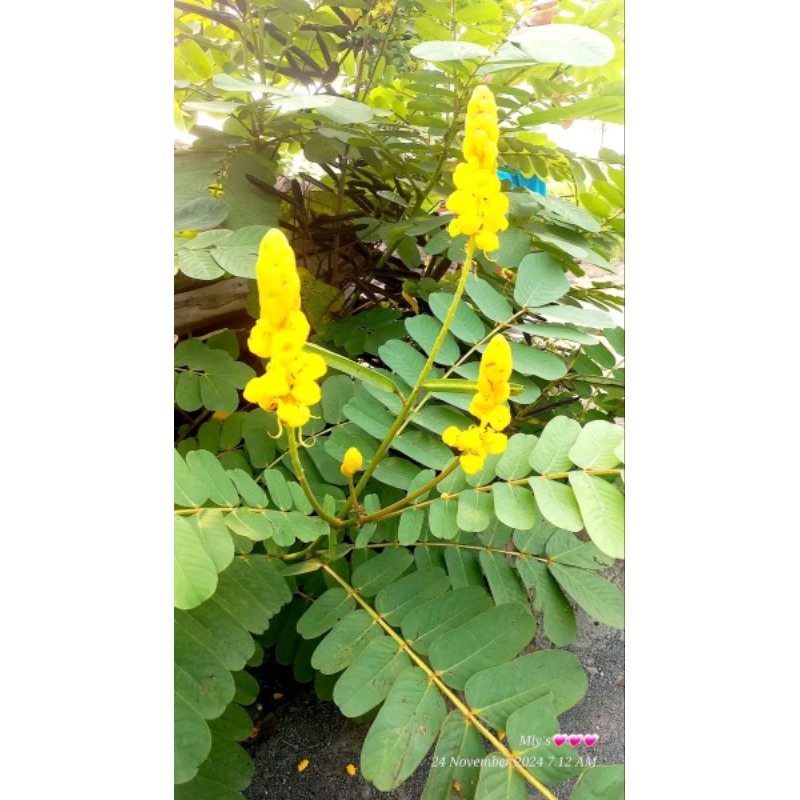 Bbit ketepeng cina, daun kupang, daun kurap, dan ketepeng. 