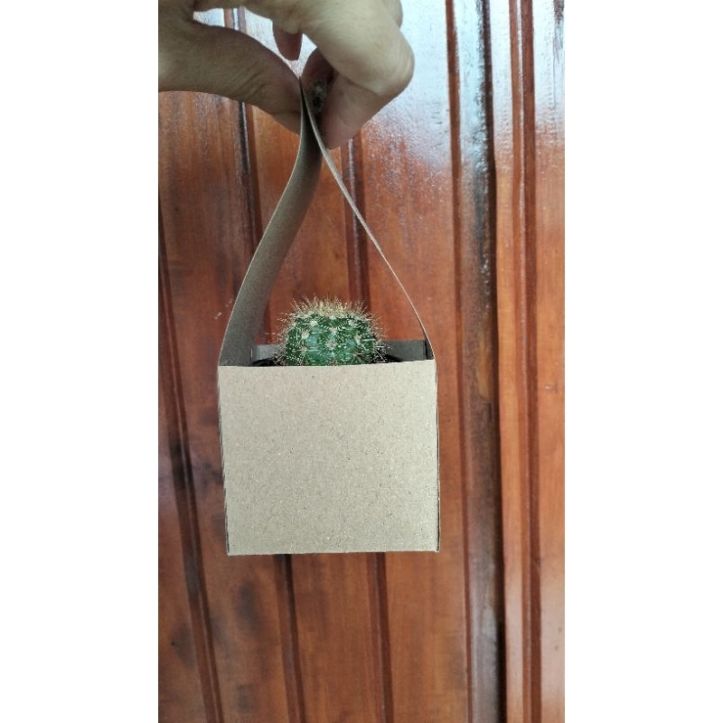 Souvenir Pernikahan Tanaman Kaktus Hidup Murah Bandung