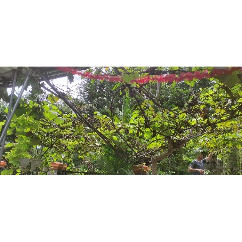 Cutting fresh rootstock anggur Isabella dan RM