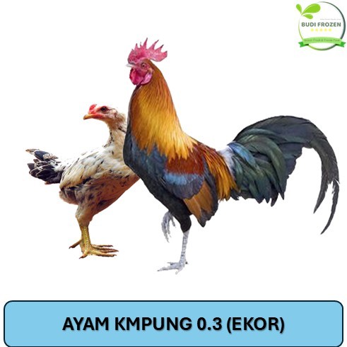 

AYAM KAMPUNG / AYAM PEJANTAN / AYAM UTUH ANEKA UKURAN HARGA PER EKOR