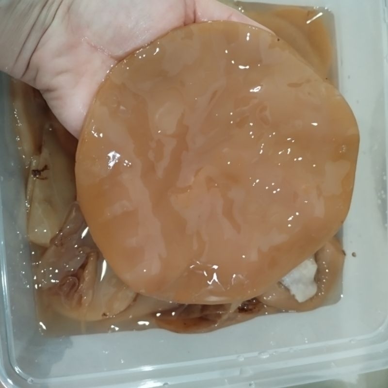 

BIBIT KOMBUCHA TUA 16 CM( free starter 200 ml)