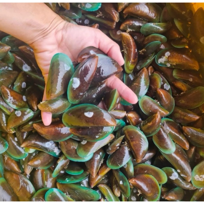 

Kerang Hijau fresh 1kg