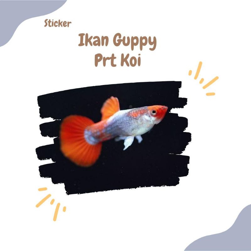 STICKER IKAN GUPPY PRT KOI