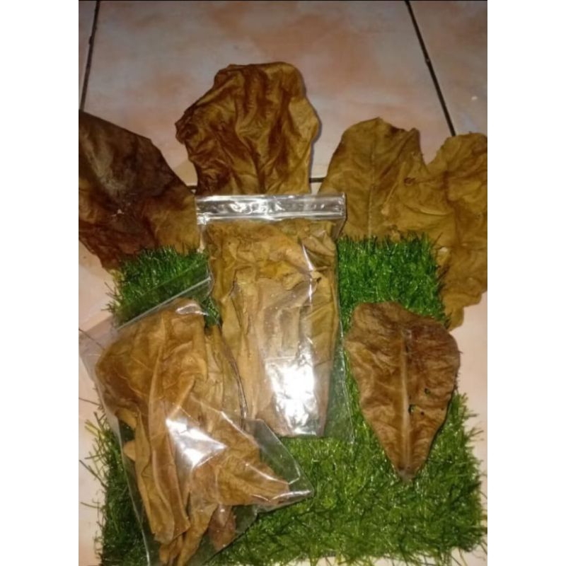

daun ketapan kering