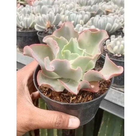 Echeveria, Tanaman Hias Echeveria Sukulen