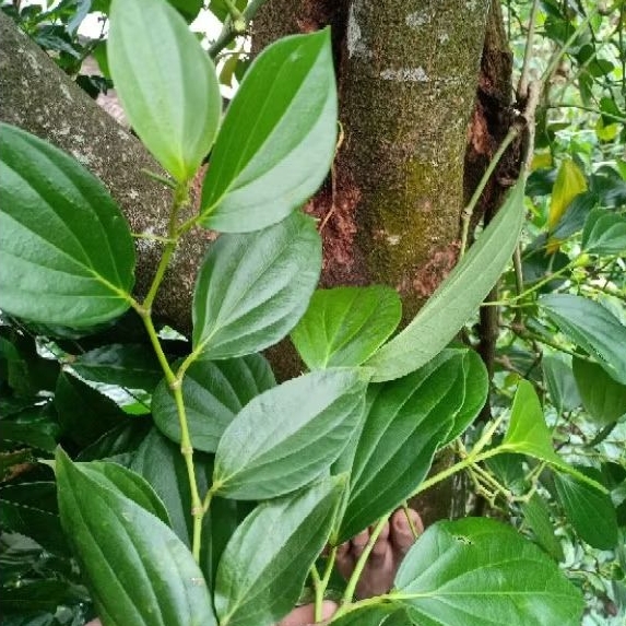 

Daun sirih herbal / 40 lembar