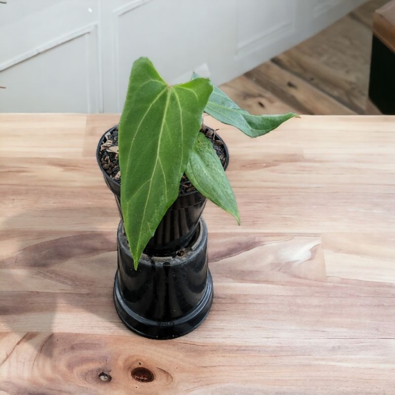 Tanaman hias anthurium papilaminum red stem X velvet moira selected ( real pick )