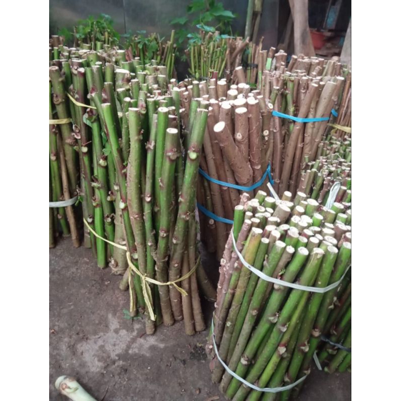 bibit stek telo PAPUA viral panjang 20Cm isi 15 batang