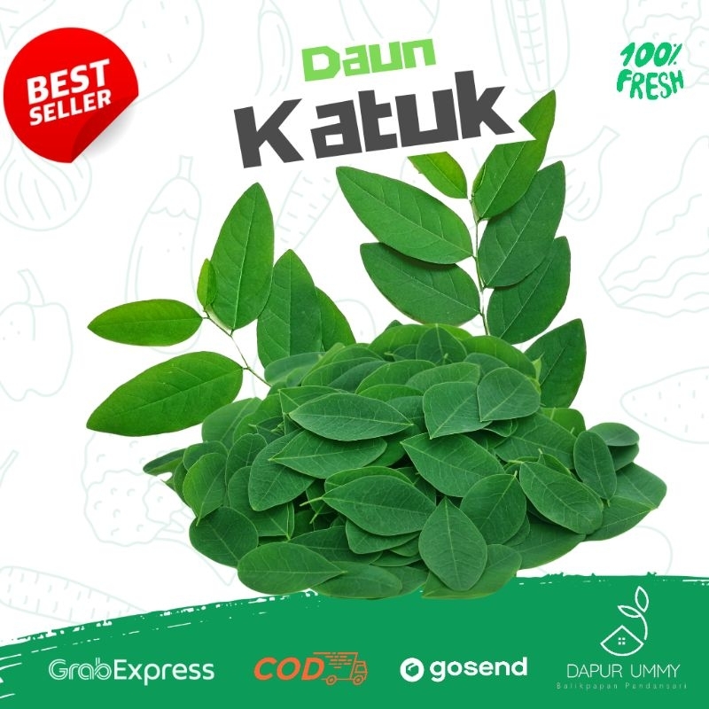 

Daun Katuk