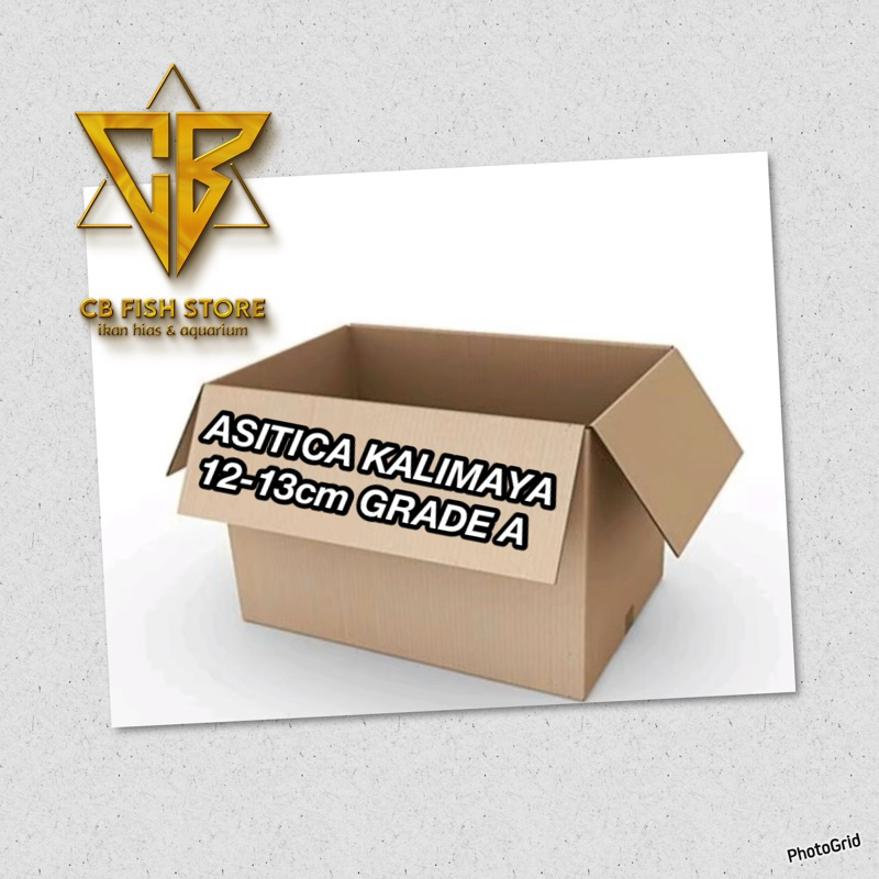 

FREE BOX TICA KALIMAYA grade A