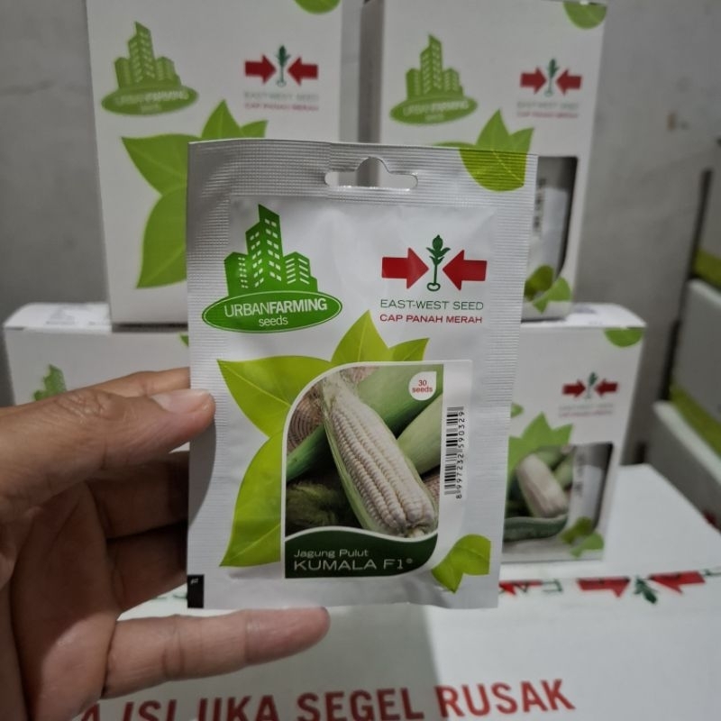 Benih jagung ketan putih KUMALA F1 isi 30 butir Cap Panah Merah