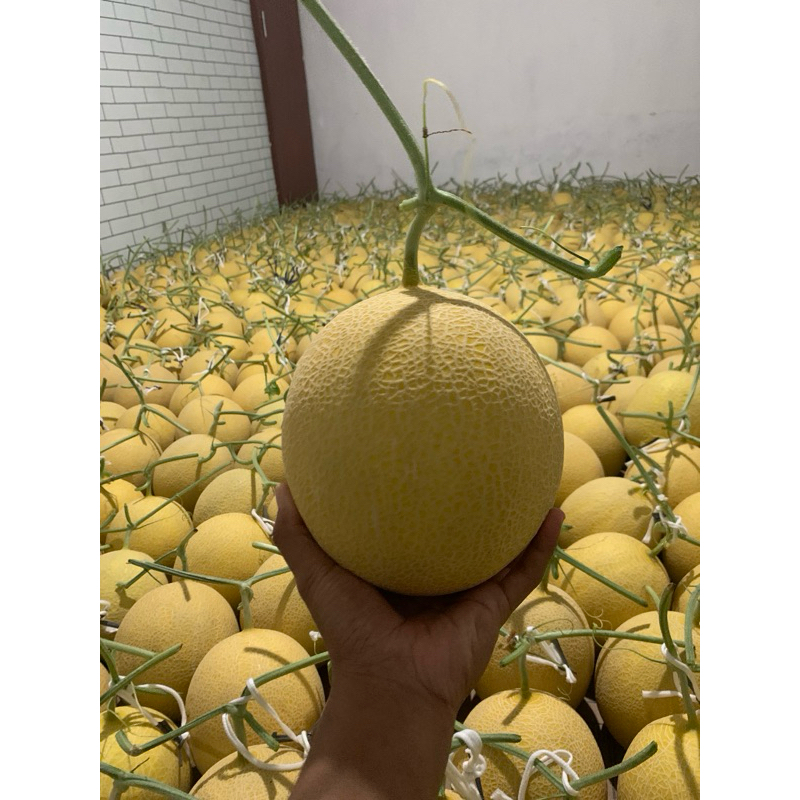 

BUAH MELON PREMIUM GOLDEN INTHANON & SWEETNET & HONEYDAW & SWEETHAMI GRADE A