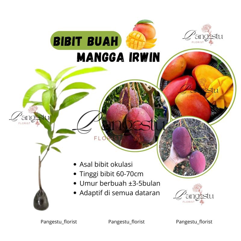 

Bibit Tanaman Buah Mangga Irwin