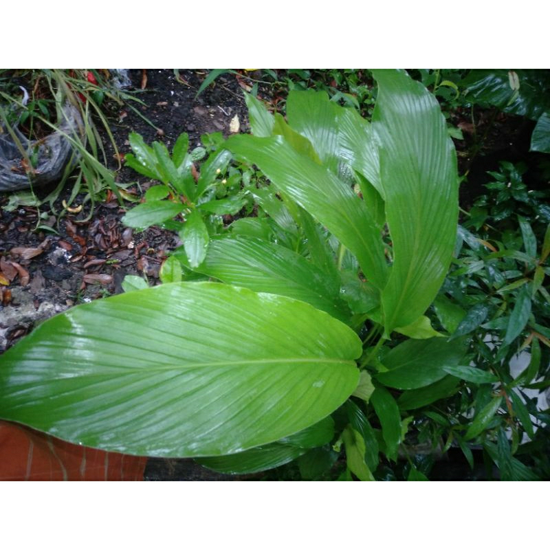 

DAUN KUNYIT KUNIR PETIKSEGAR