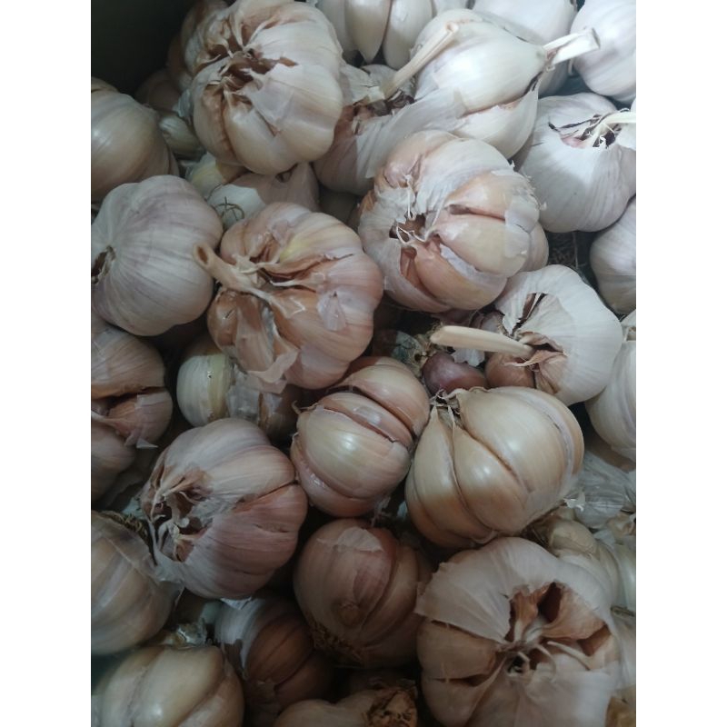 

BAWANG PUTIH BERSIH 1 KG