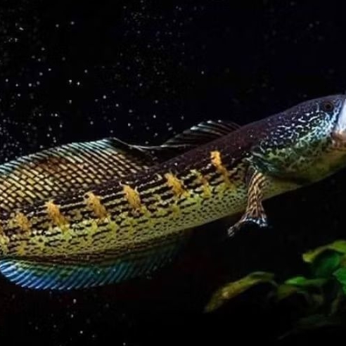 

baby auranti grad A 3-5 cm CB Bandung