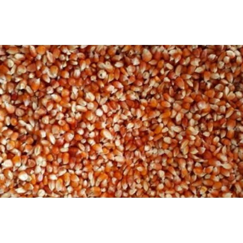 JAGUNG KECIL KRISTAL JAGUNG BERSIH KERING PAKAN UNGGAS AYAM BURUNG JAGUNG GOTER 5 KILO