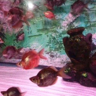 

KARDUS HIASAN AQUARIUM - RAINBOW MERAH BALLON