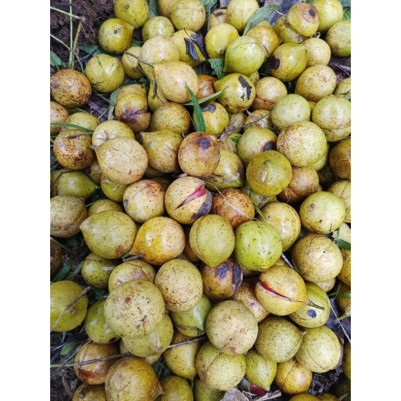

buah pala murah1kg segar