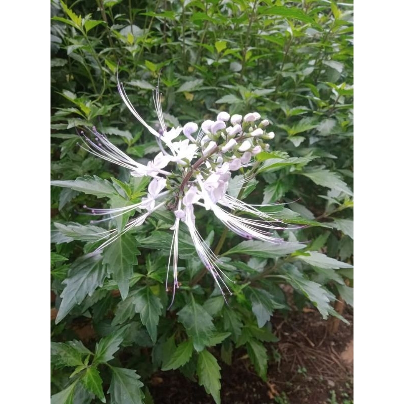 

Daun Kumis Kucing 100 gr