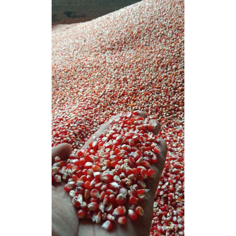 JAGUNG MERAH CILIKIN PAKAN MERPATI SUPER