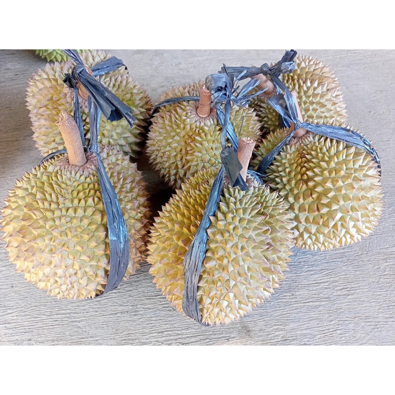 

Duriant Lokal Wonosobo Asli Masak Matang Pohon Ukuran Jumbo Manis-Pahit