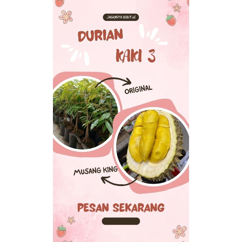 

DURIAN MUSANG KING KAKI 3